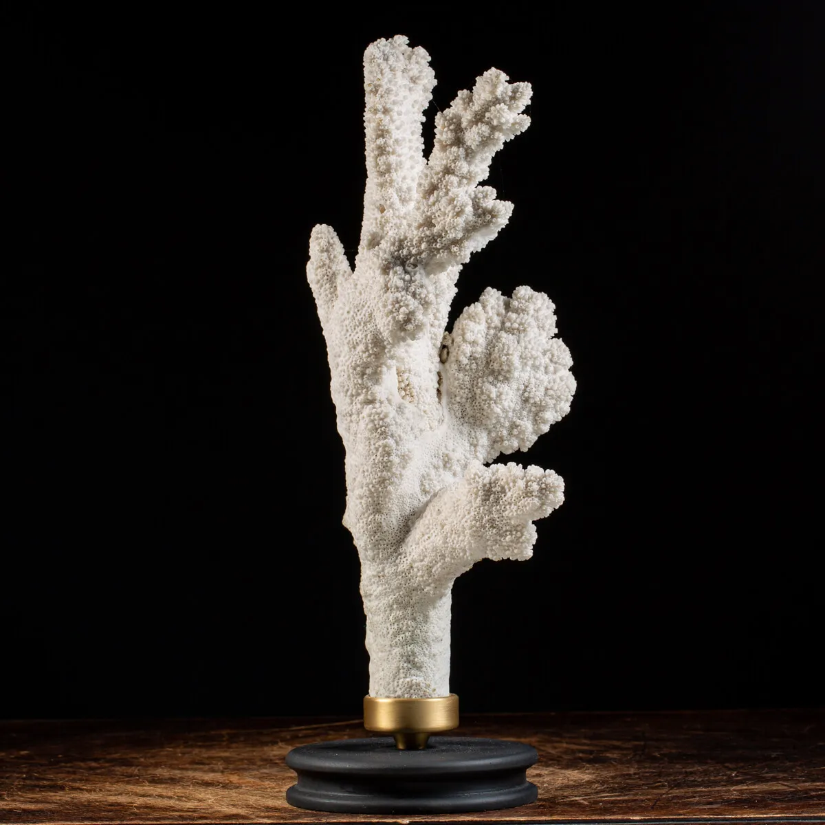 Acropora Florida