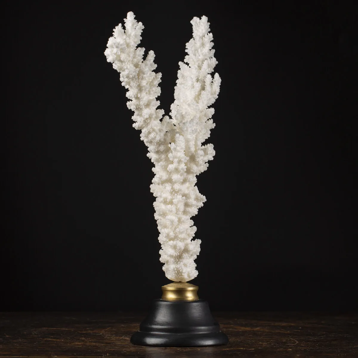 Acropora Florida