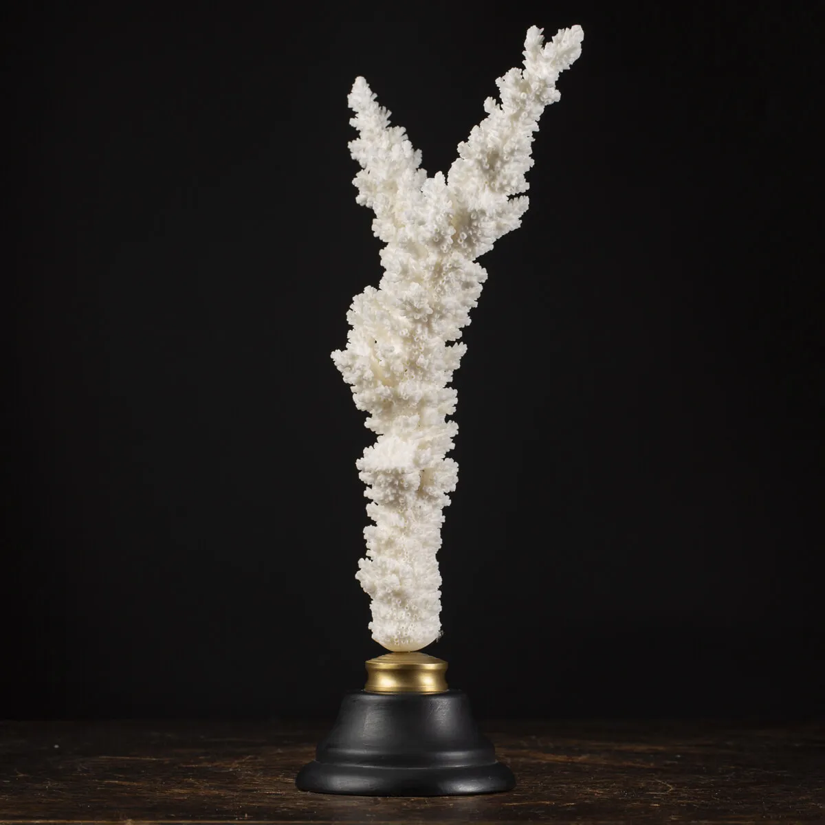 Acropora Florida