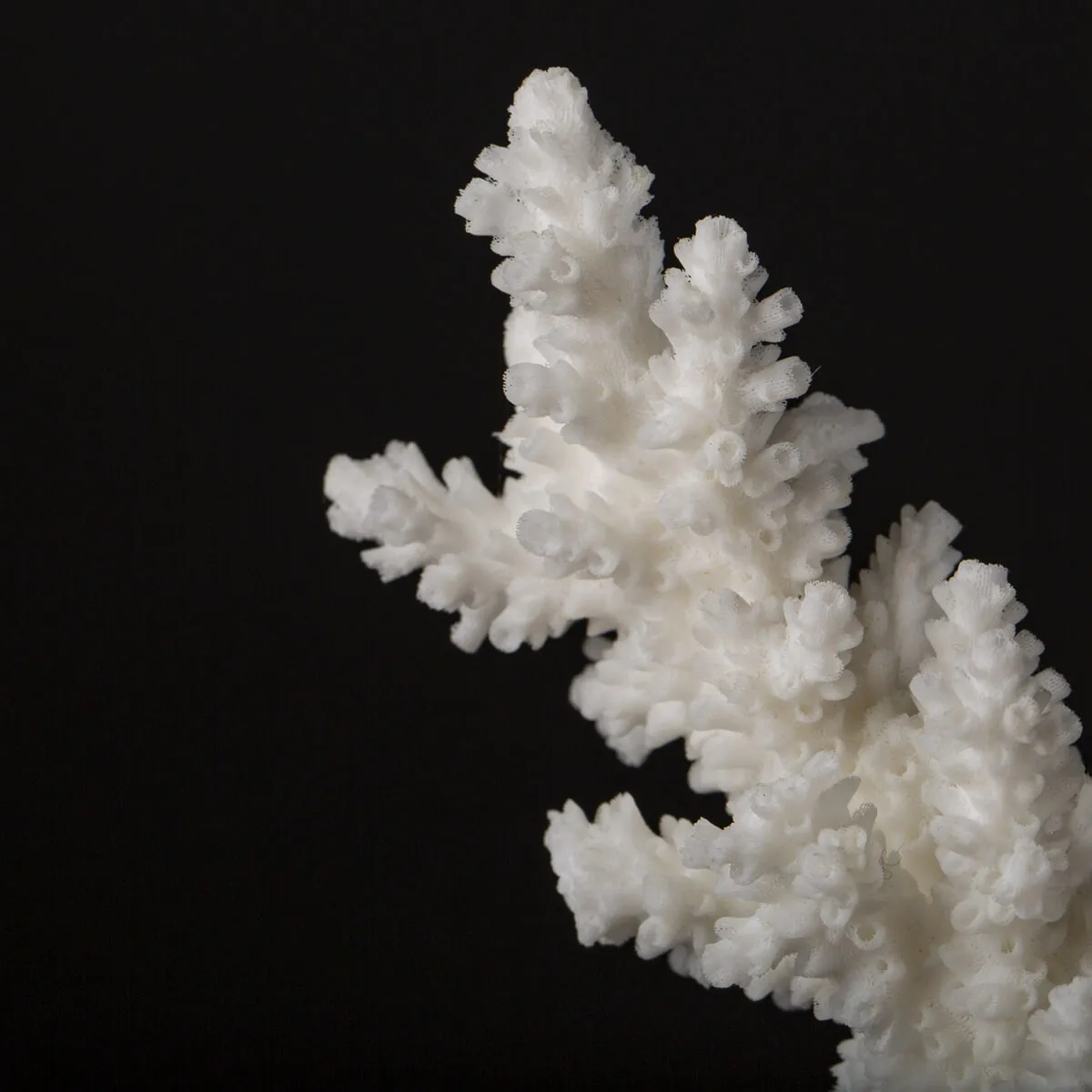 Acropora Florida