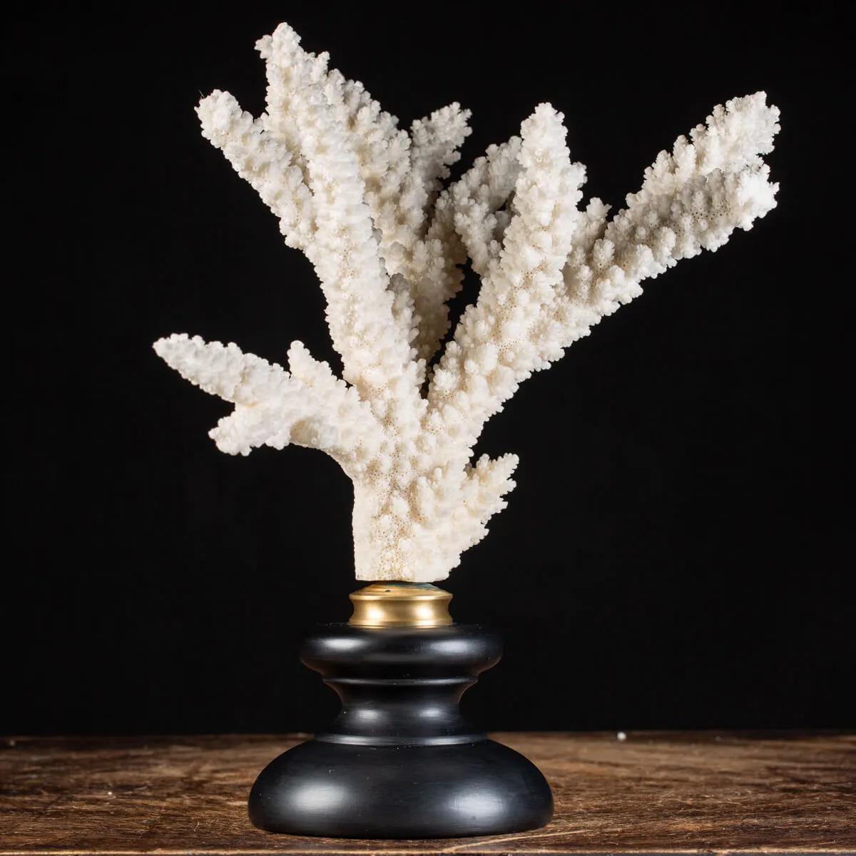 Acropora Florida
