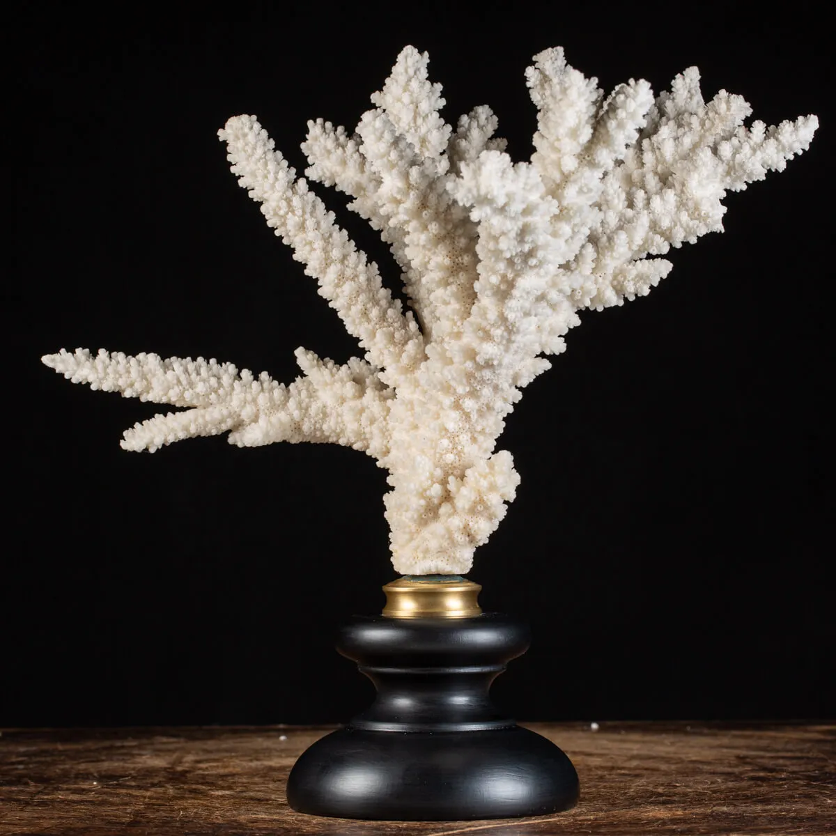 Acropora Florida