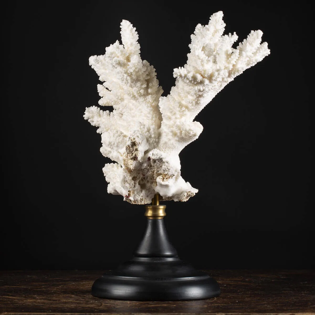 Acropora Florida