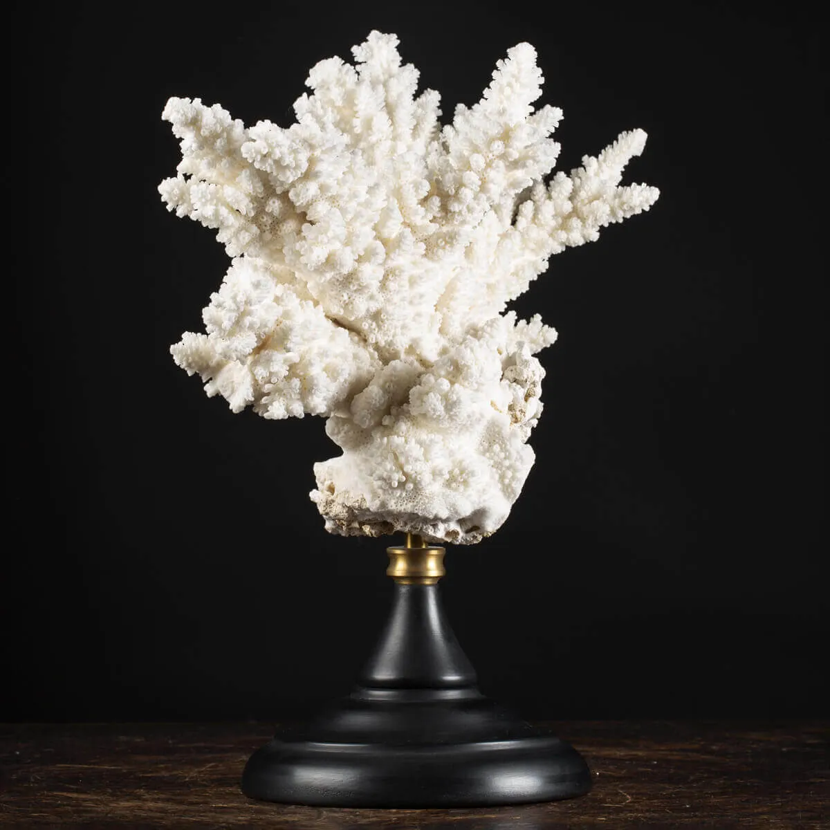 Acropora Florida