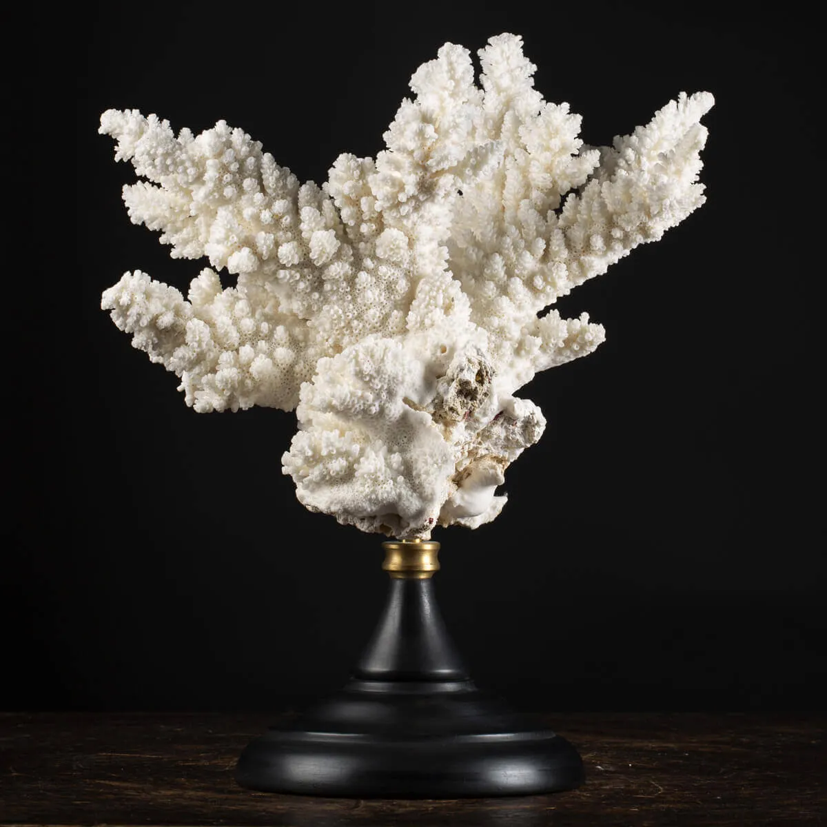 Acropora Florida