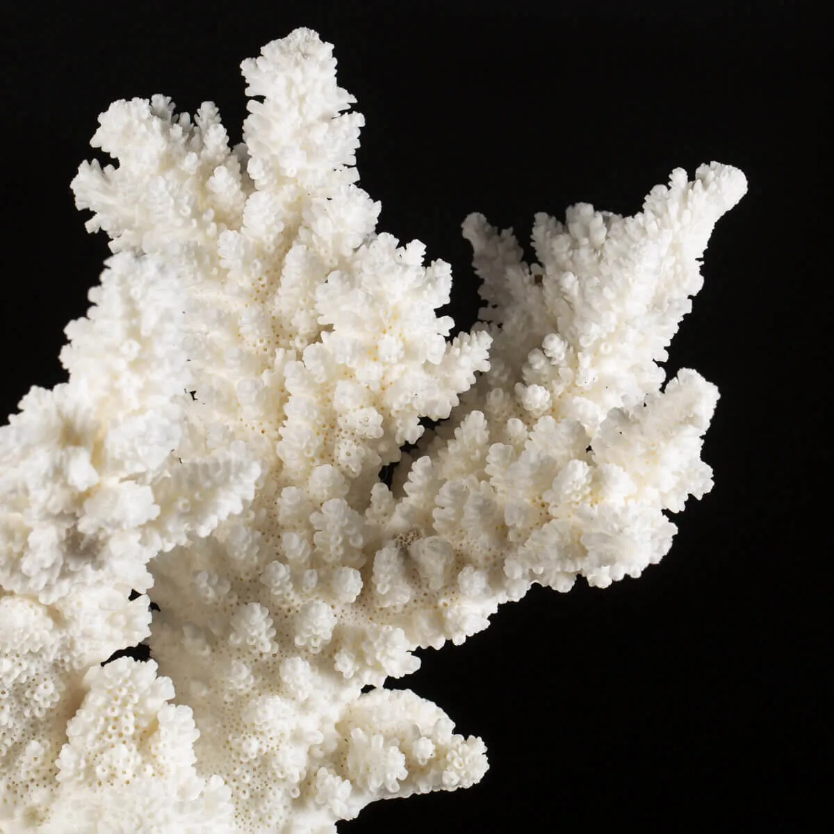 Acropora Florida
