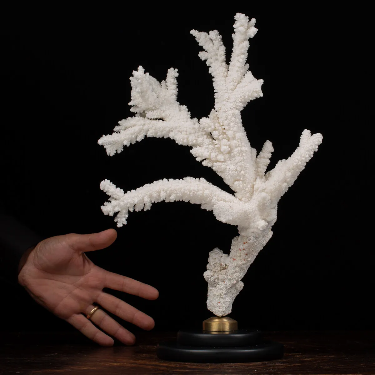 Acropora Florida