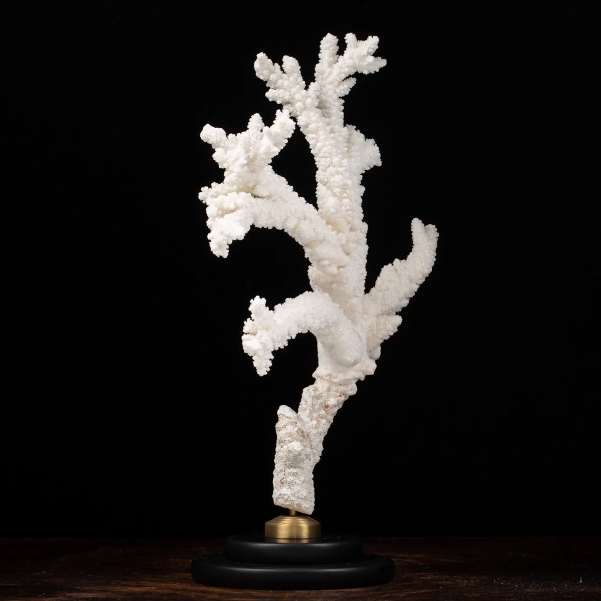 Acropora Florida