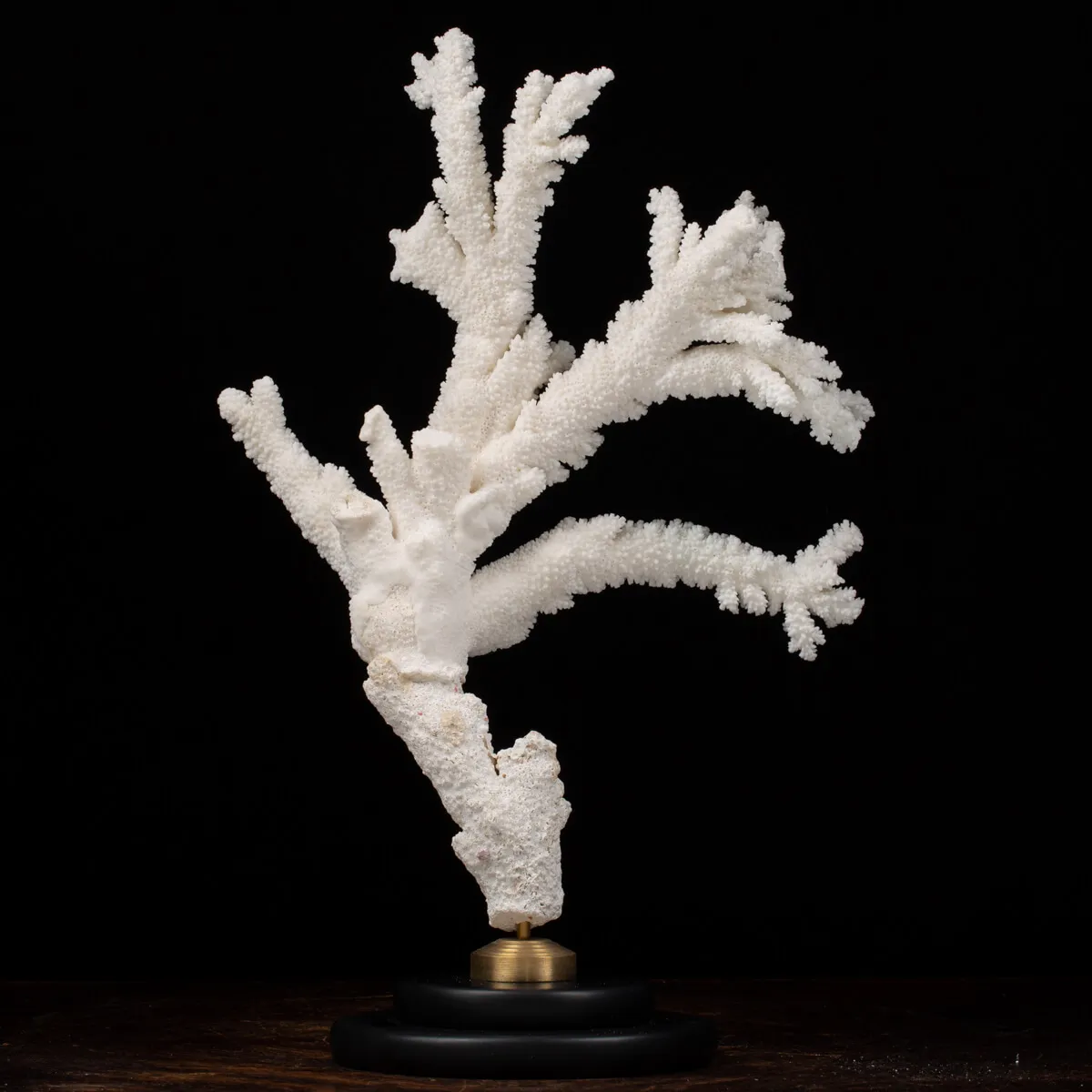 Acropora Florida