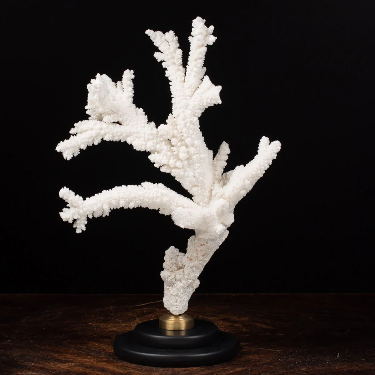 Acropora Florida