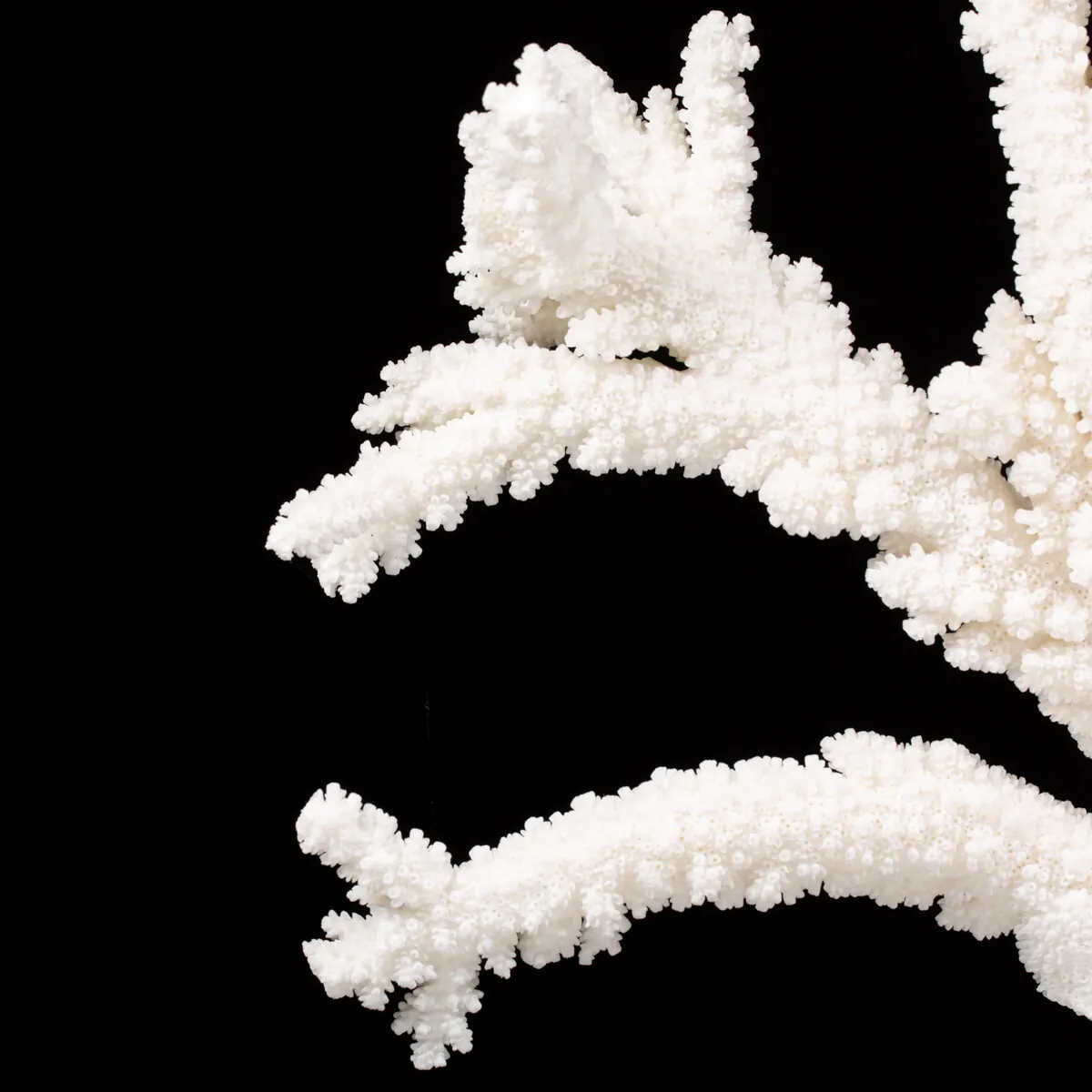 Acropora Florida