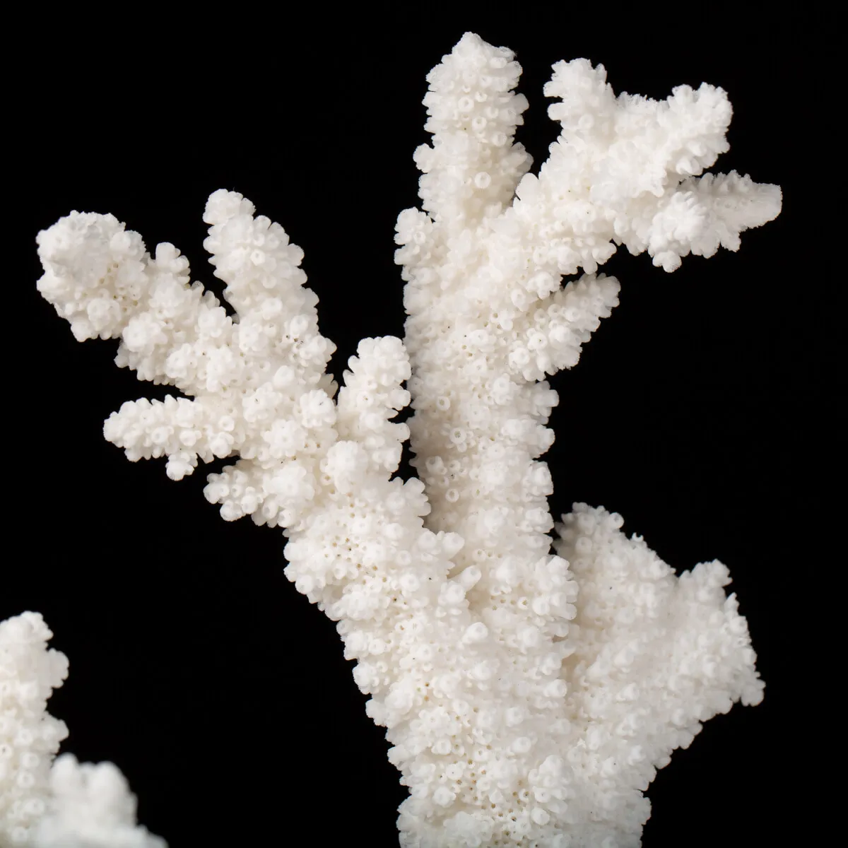 Acropora Florida