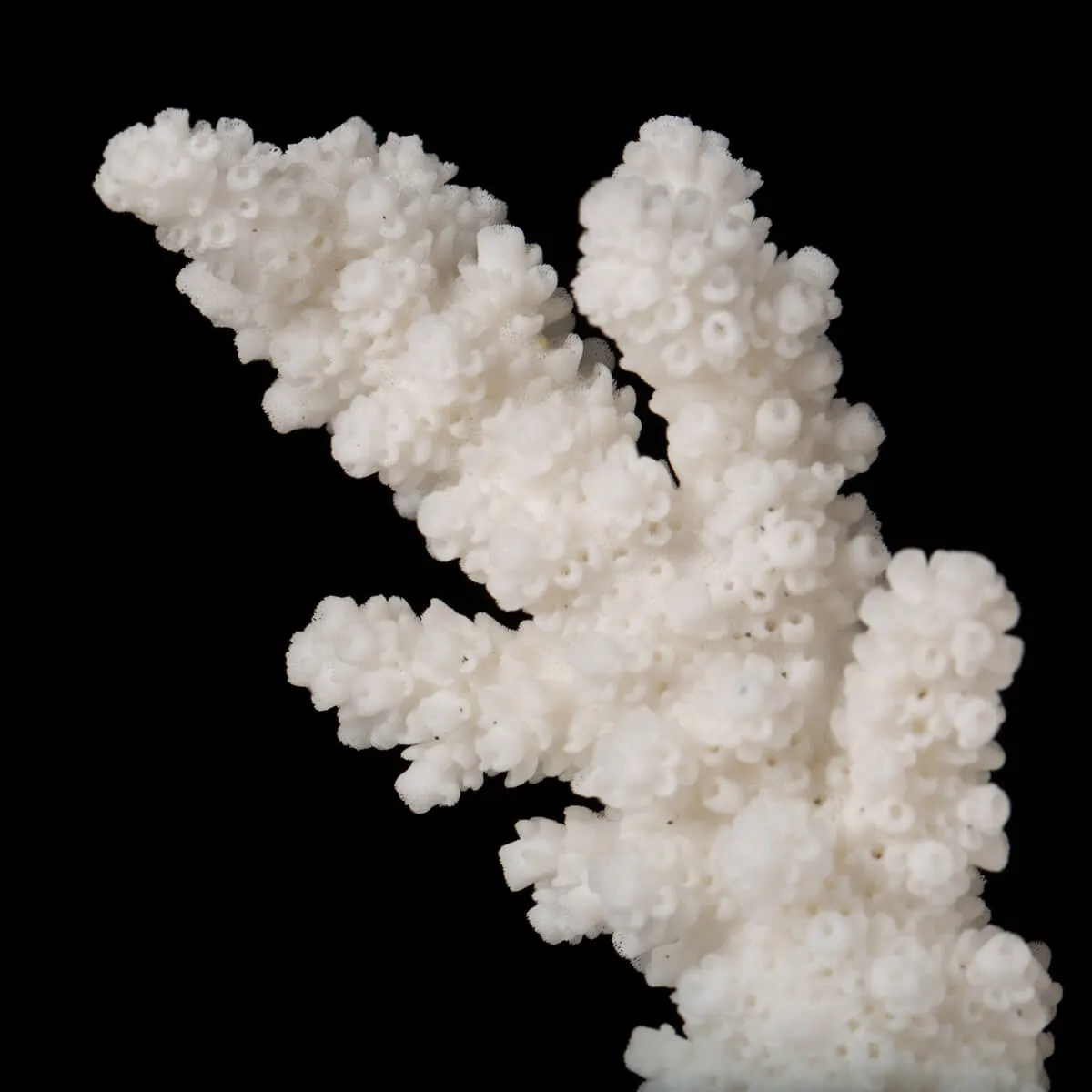 Acropora Florida