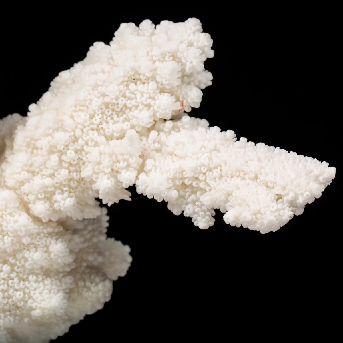 Acropora Florida