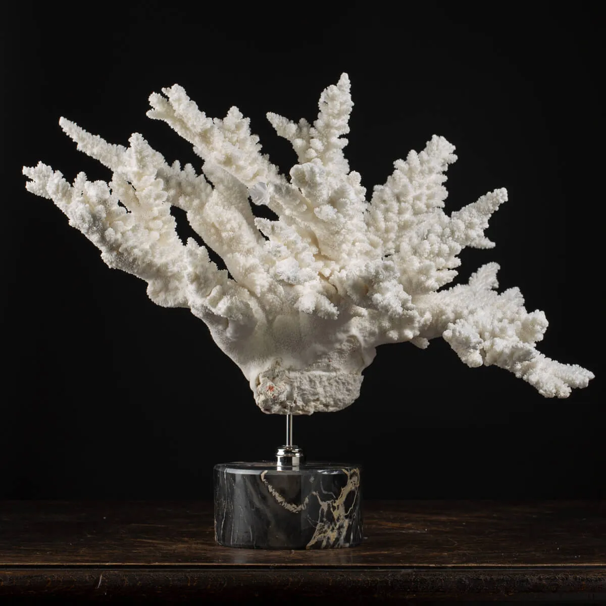 Acropora Florida