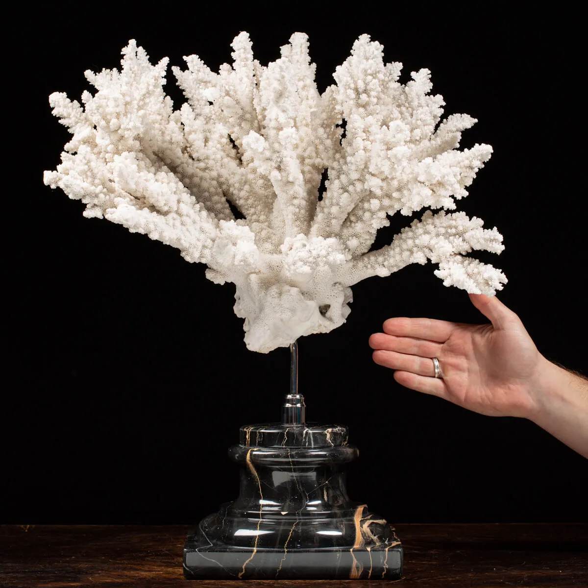 Acropora Florida