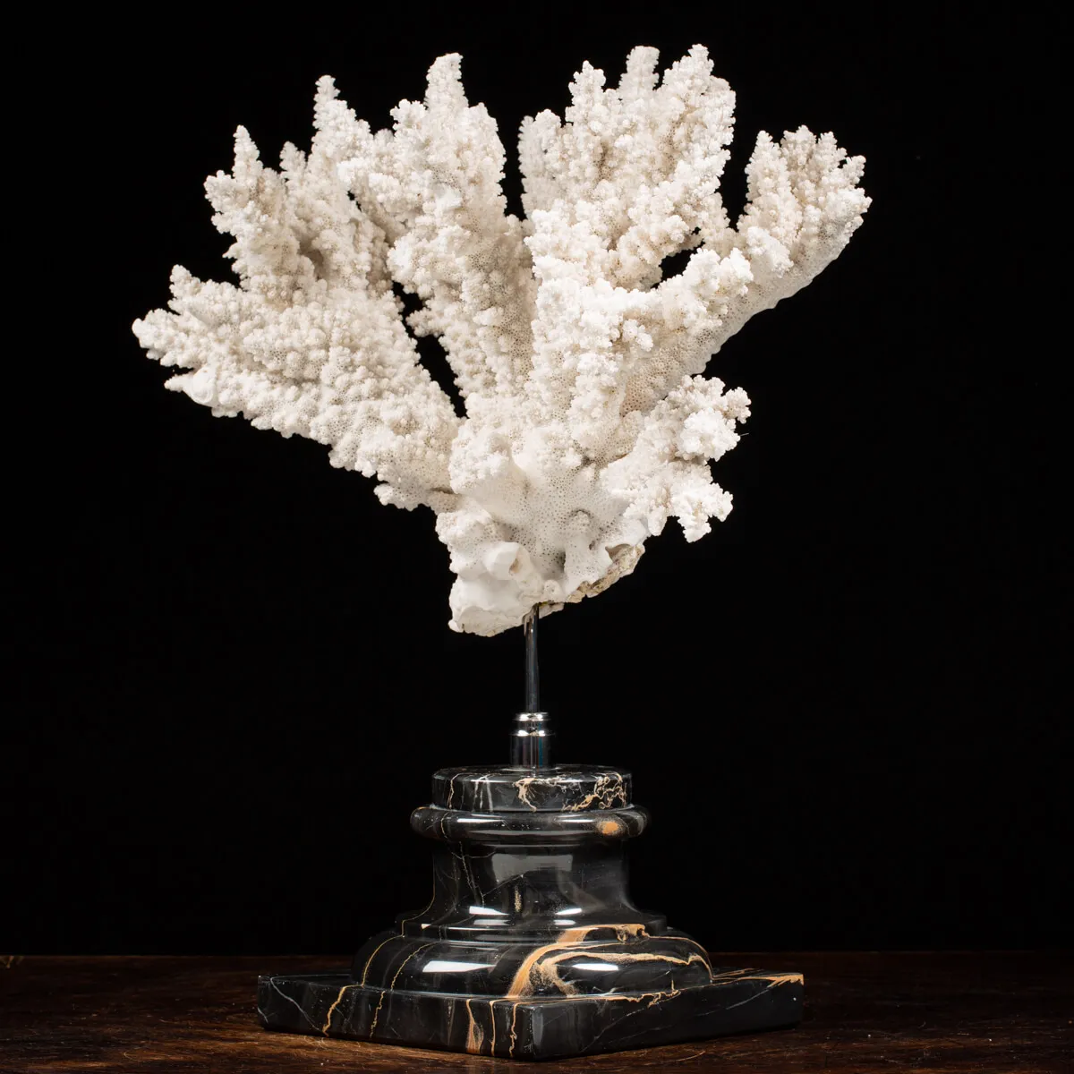 Acropora Florida
