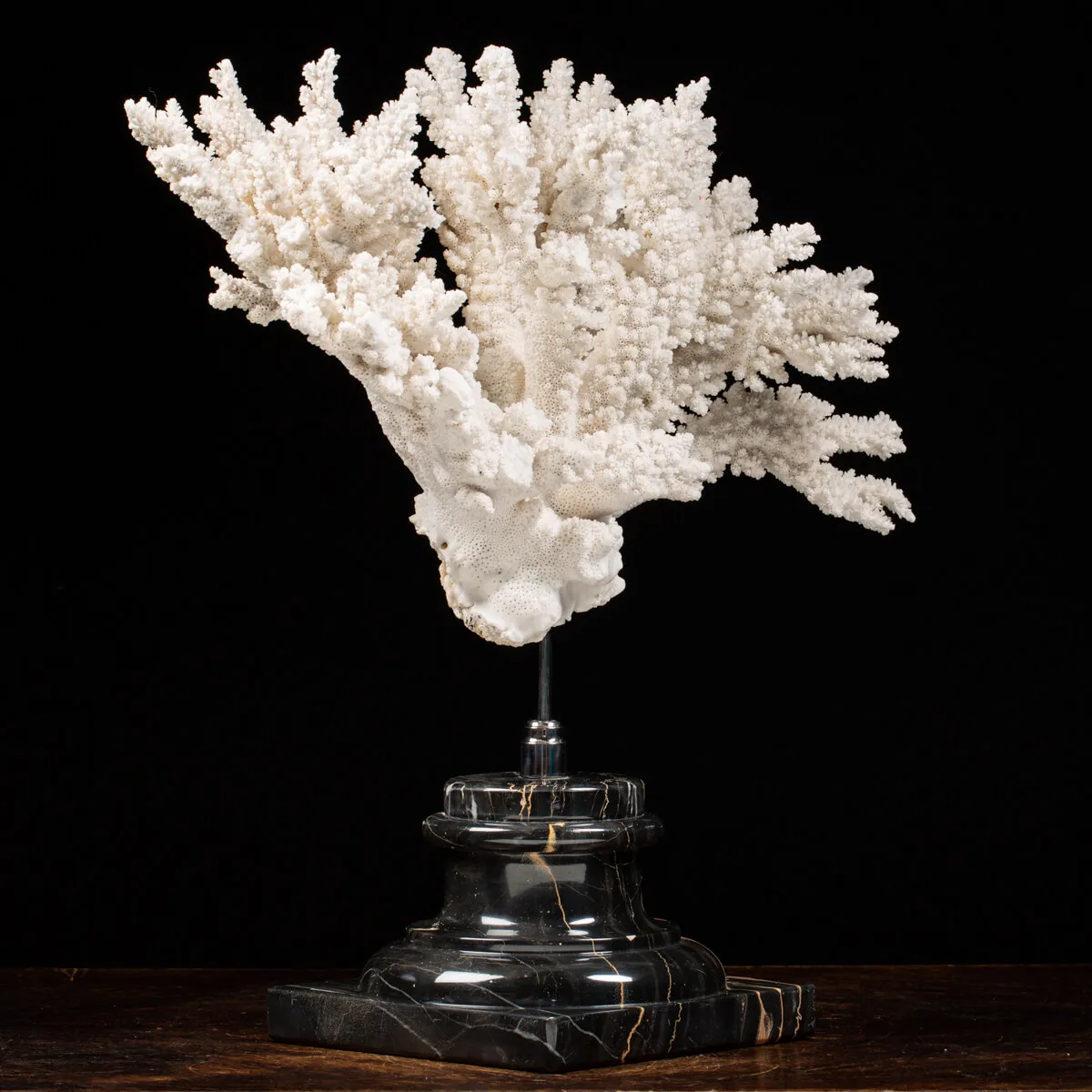 Acropora Florida