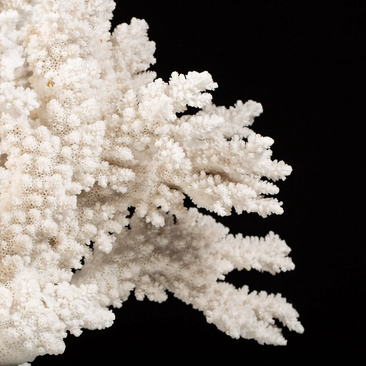 Acropora Florida