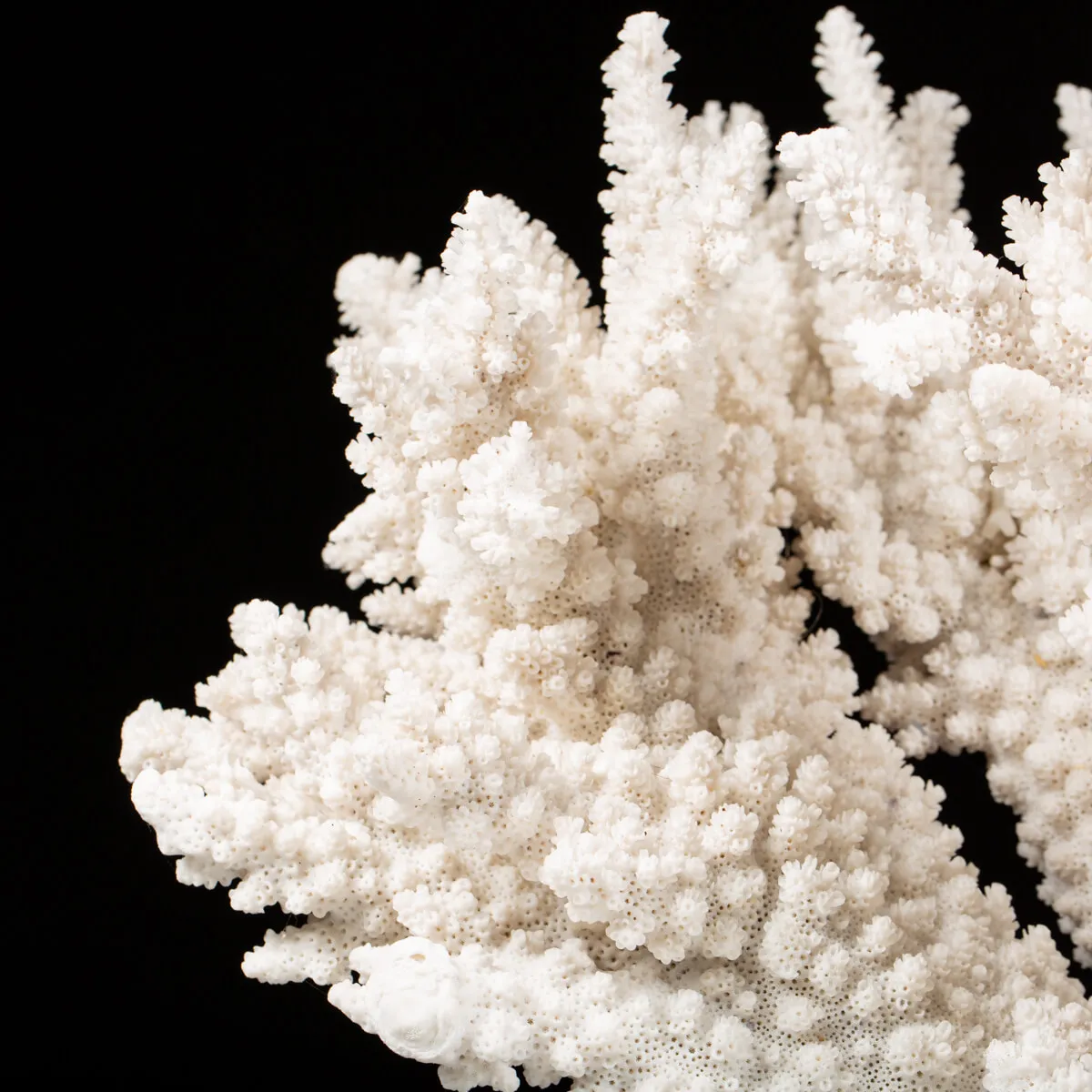 Acropora Florida