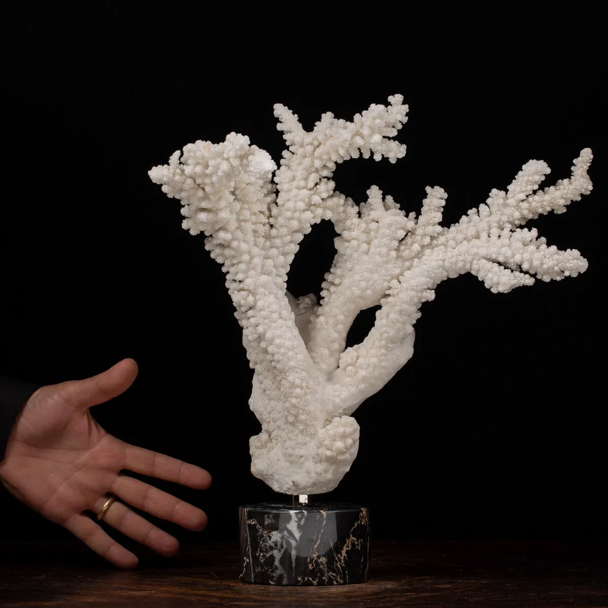 Acropora Florida