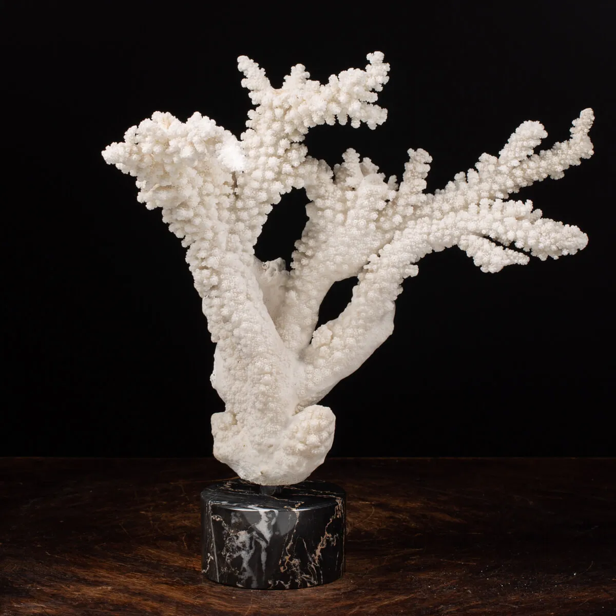 Acropora Florida