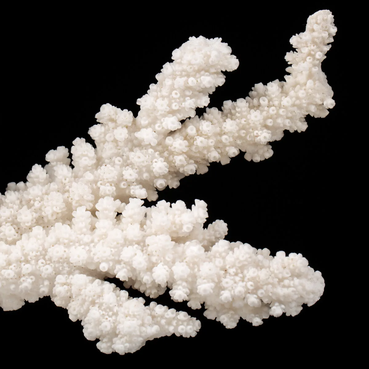 Acropora Florida