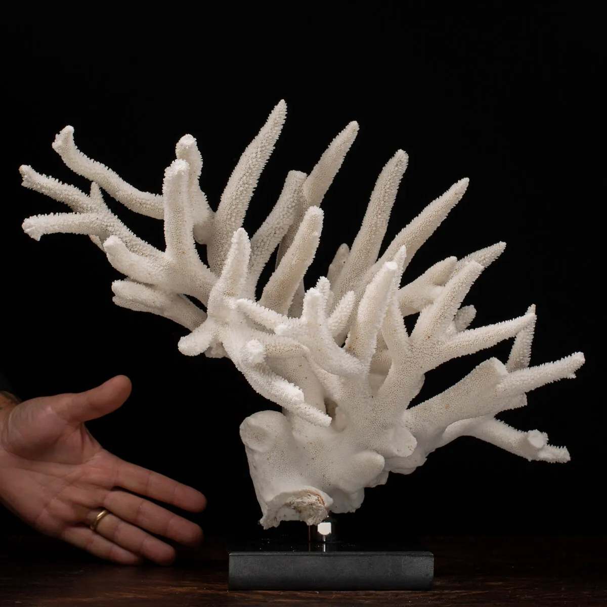 Acropora Florida