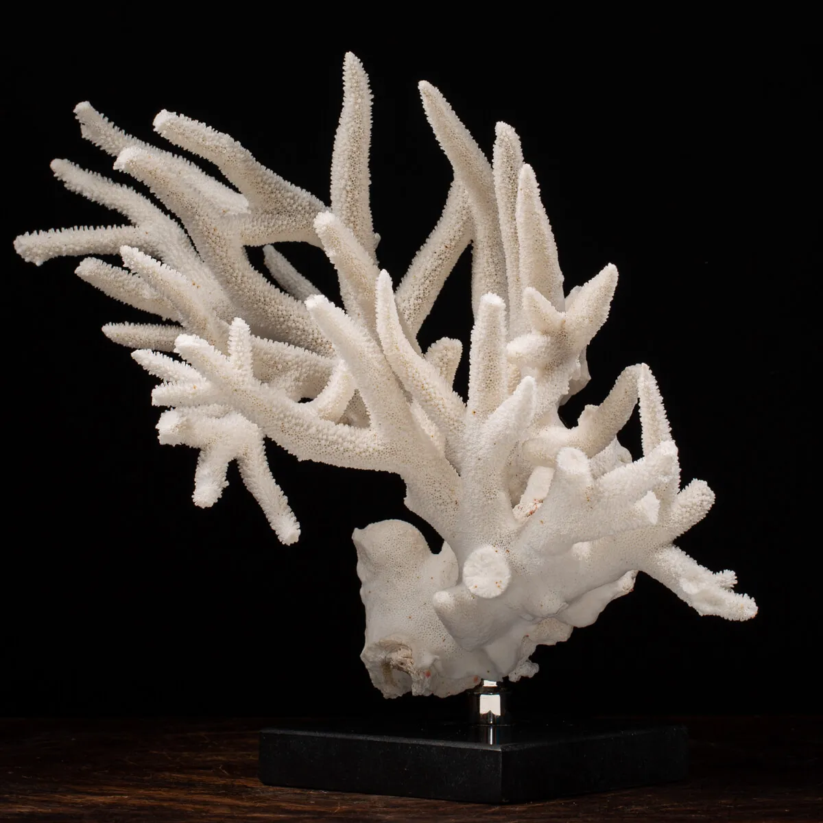 Acropora Florida
