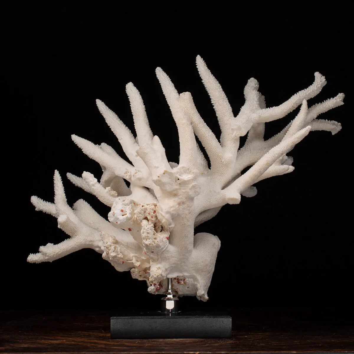 Acropora Florida