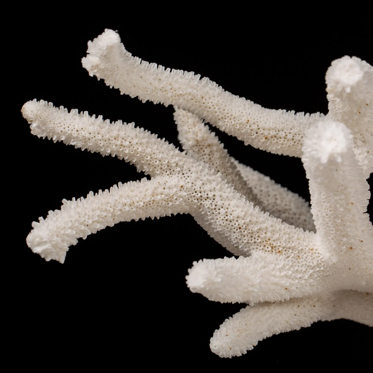 Acropora Florida
