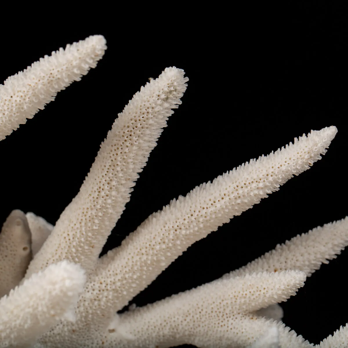 Acropora Florida
