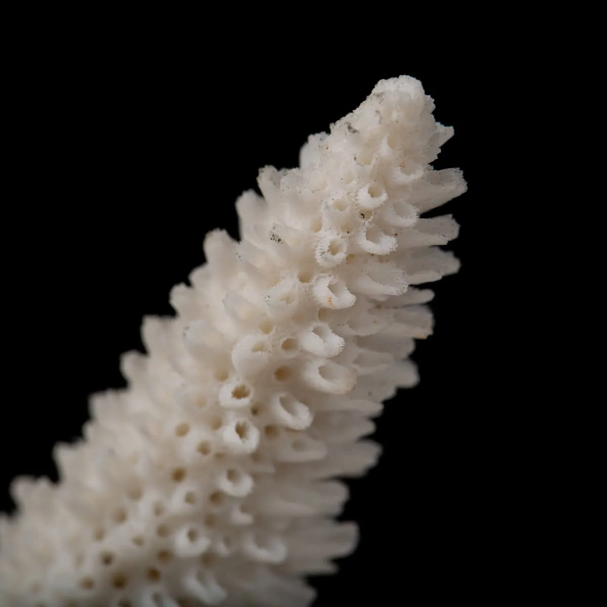 Acropora Florida