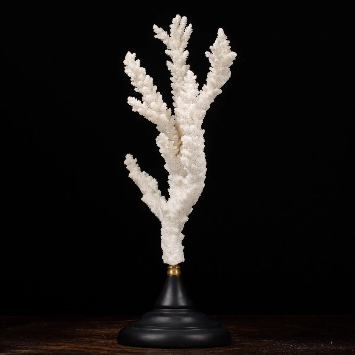 Acropora Florida