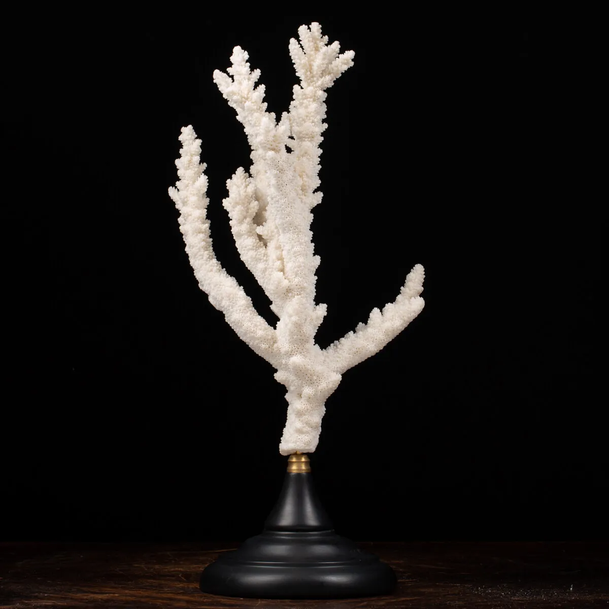 Acropora Florida