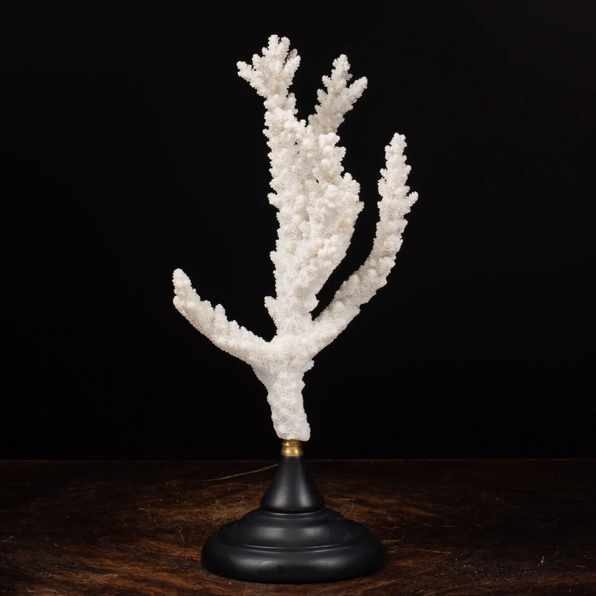 Acropora Florida