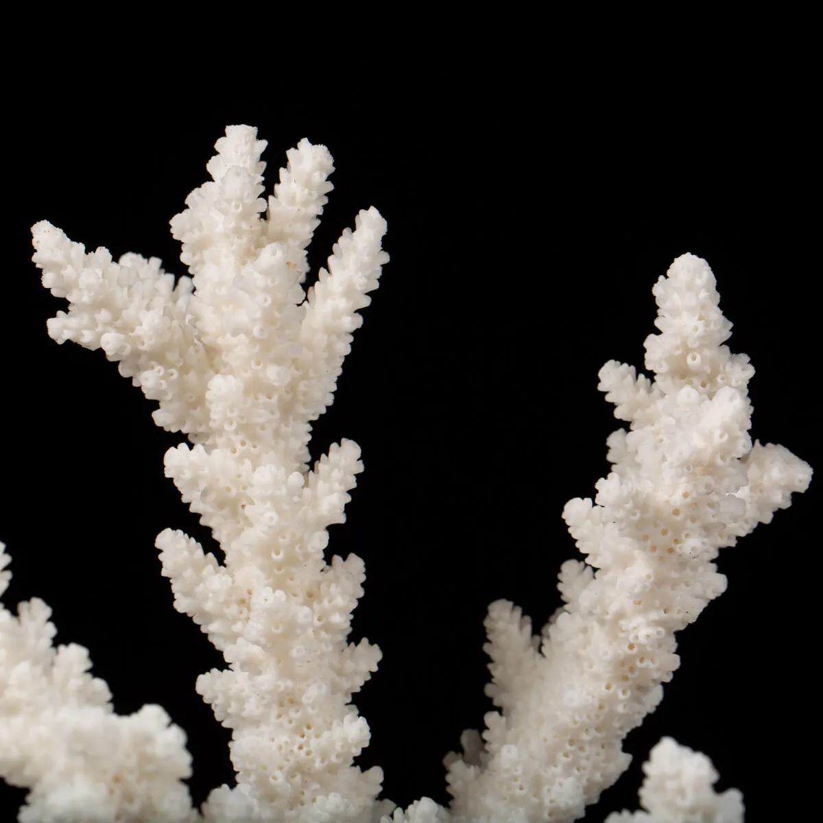 Acropora Florida