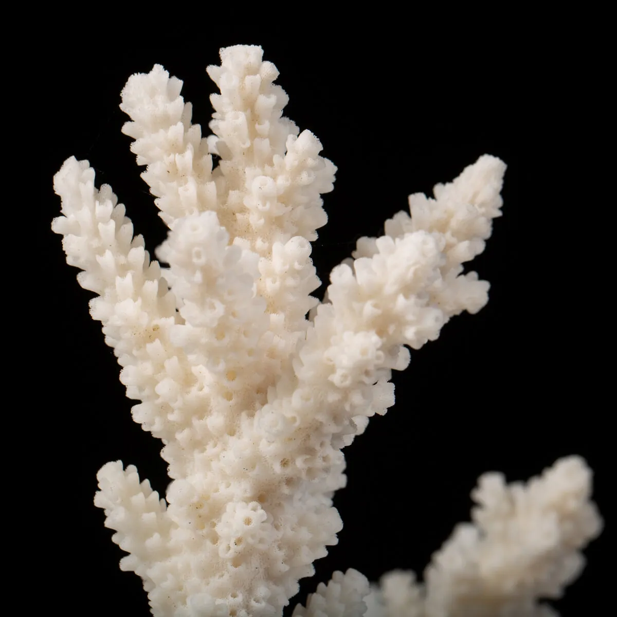 Acropora Florida