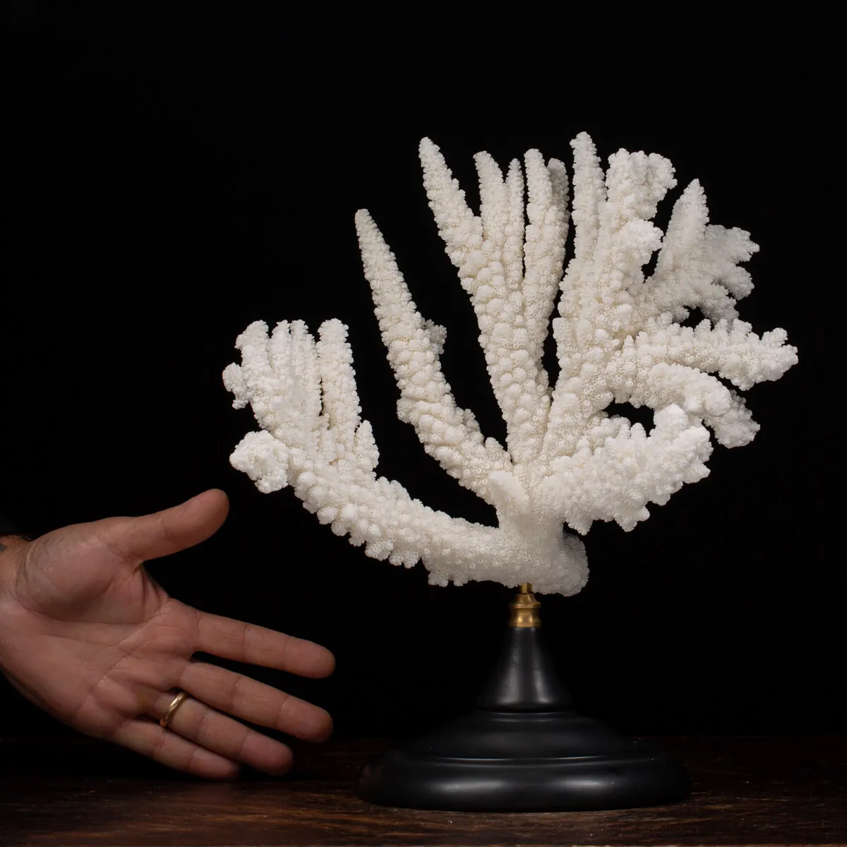 Acropora Florida