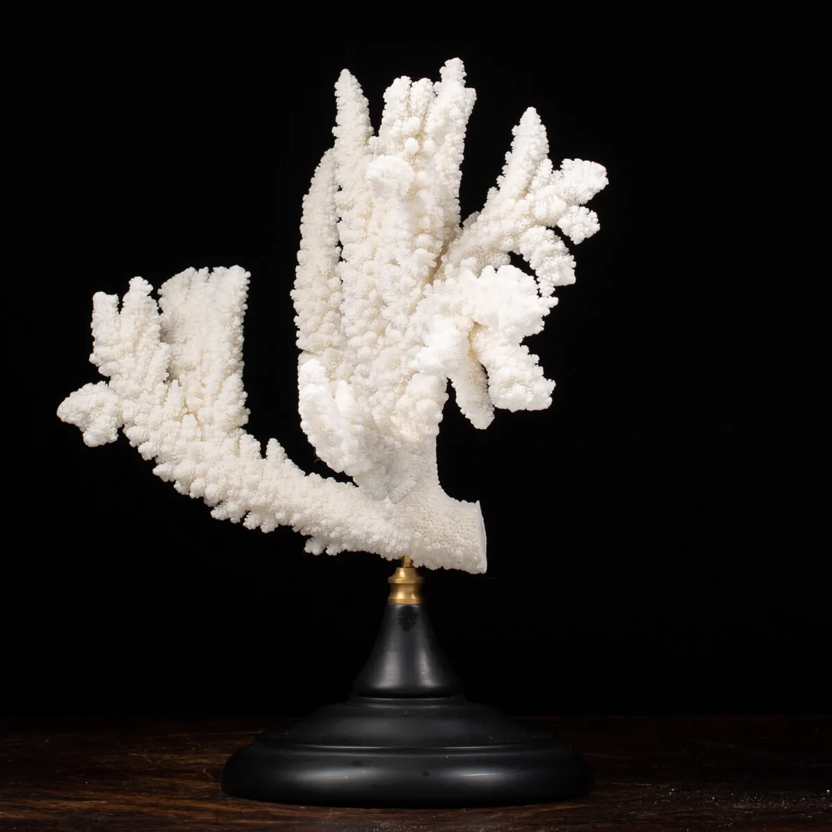 Acropora Florida