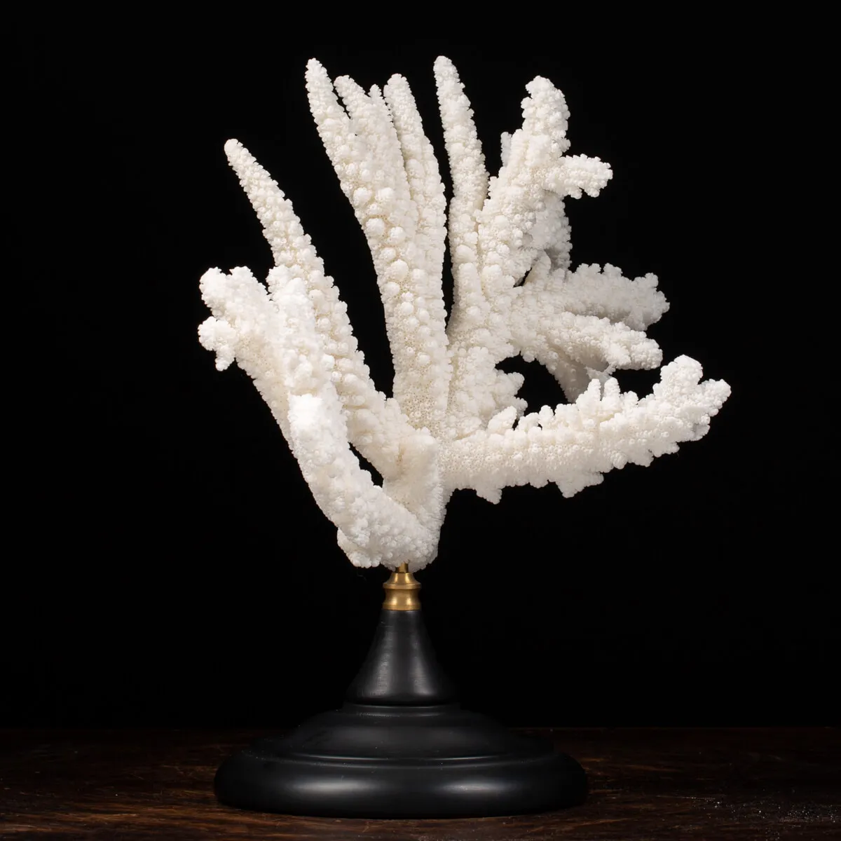 Acropora Florida