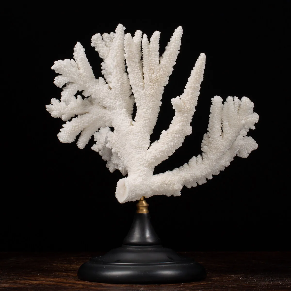 Acropora Florida