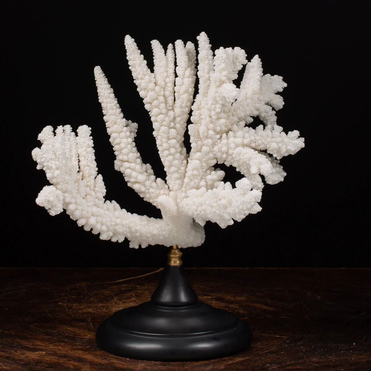 Acropora Florida