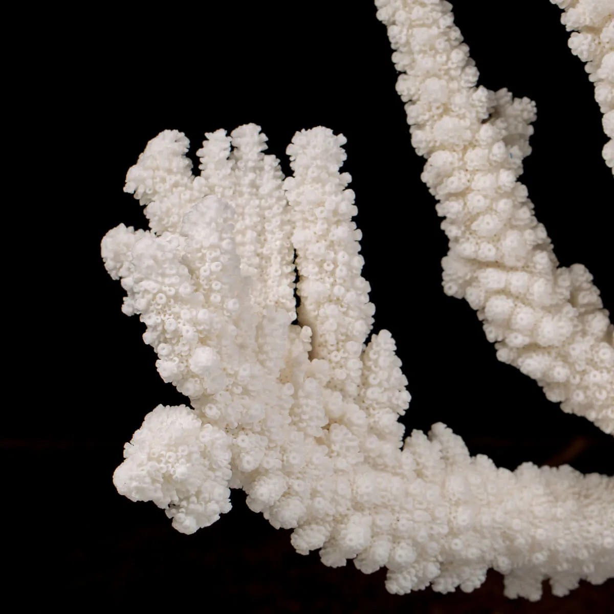 Acropora Florida