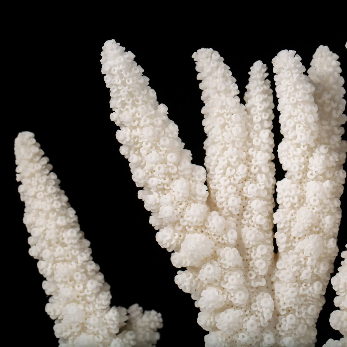 Acropora Florida
