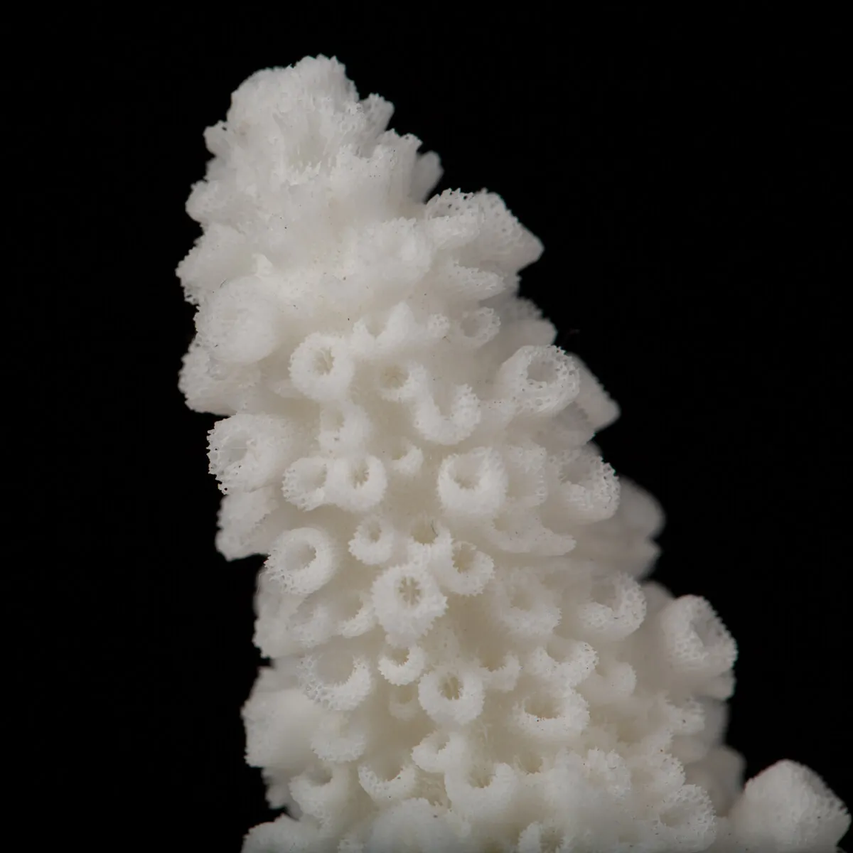 Acropora Florida