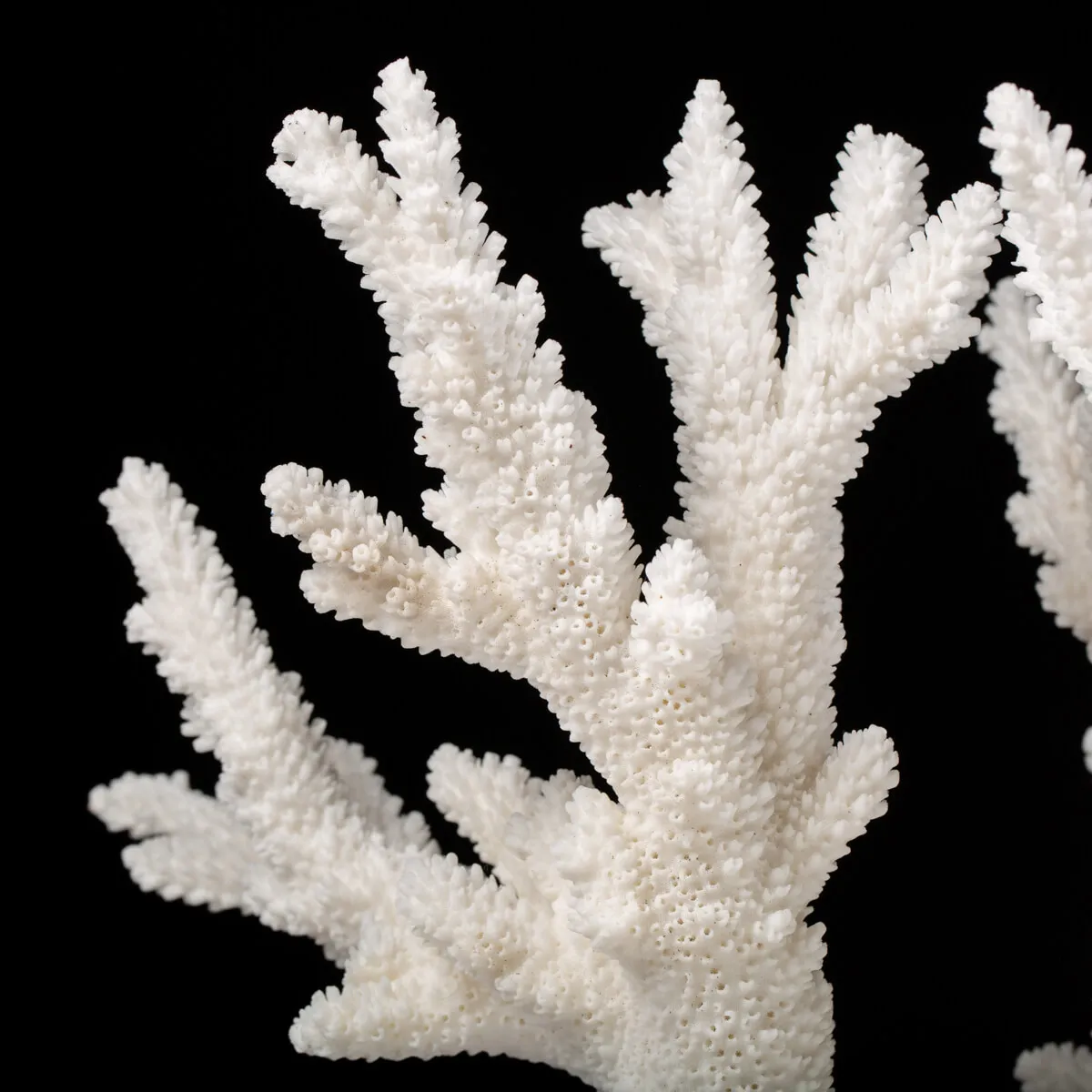 Acropora Florida