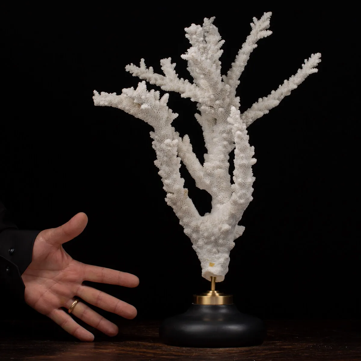 Acropora Florida