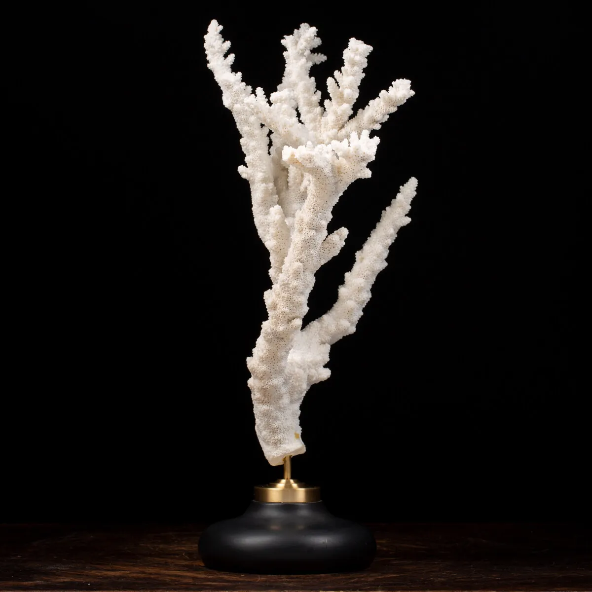 Acropora Florida
