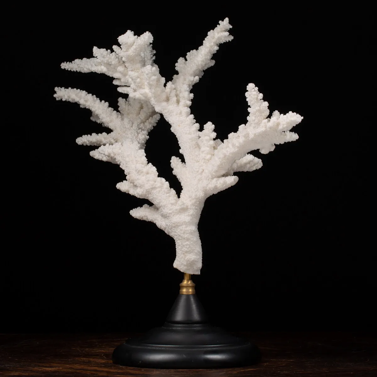 Acropora Florida